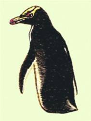 Penguin - 4x4 penguin beginner-friendly embroidery design for kitchen tea towels
