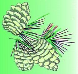 Pine Cones - 5x7 tree beginner-friendly embroidery design for reusable tote bags