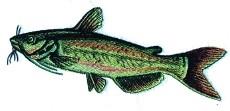 Realistic fish in green with black stripes and white accents, showcasing detailed fins and dynamic motion.