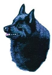 puppy dog detailed machine digital embroidery - Schipperke perfect for kitchen aprons