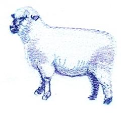 sheep detailed machine digital embroidery - Sheep perfect for kitchen tea towels