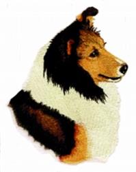 Sheltie