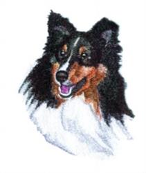 Sheltie
