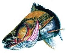 detailed walleye machine embroidery pattern - Walleye perfect for Fishing Gear