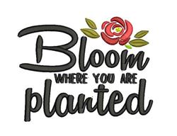 Whimsical text 'Bloom where you are planted' with vibrant red rose and green leaves, perfect for spring.
