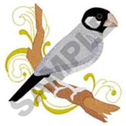 Java Sparrow