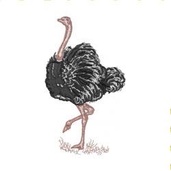 OSTRICH