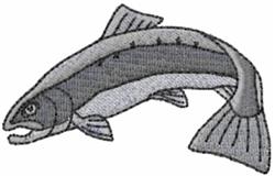 Silver Salmon 2
