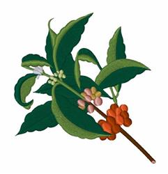Coffee Plant - 5x7 leaf detailed machine embroidery design perfect for Coffee Mugs