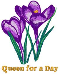 Vibrant purple crocus flowers with yellow centers and green leaves, featuring 'Queen for a Day' text, spring floral design.