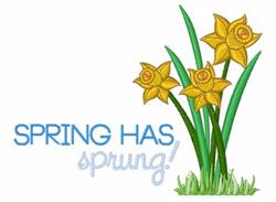 Cheerful daffodils in vibrant yellow, rising from green grass, with the text 'SPRING HAS sprung!' displayed.