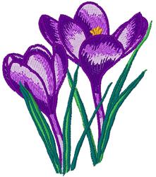 Purple Crocuses