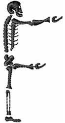 quick stitch halloween skeleton machine embroidery pattern - Skeleton F for kitchen tea towels