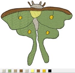 Moth