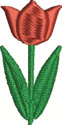 Tulip