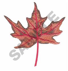 FALL SUGAR MAPLE LEAF