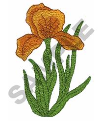 IRIS