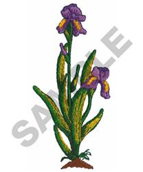 IRIS