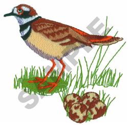 KILLDEER