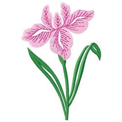 Iris