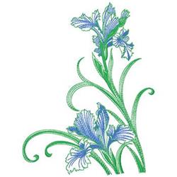 Iris