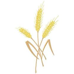 Wheat