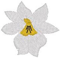 Daffodil Bloom