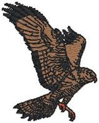Hawk
