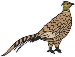 Pheasant
