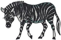Zebra