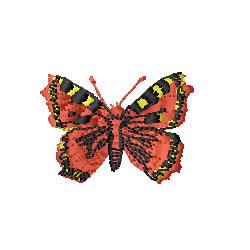 Moth