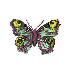 Moth
