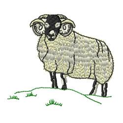 Ram