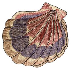 Scallop Shell