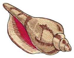 Tulip Shell