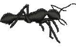 ant quick stitch machine digital embroidery - Ant perfect for decorative pillow covers