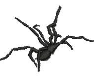 Funnel Web Spider