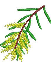 wattle quick stitch machine digital embroidery - Wattle perfect for kitchen tea towels