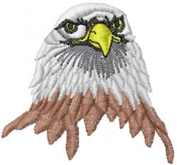 Bald Eagle Head