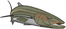 Cobia