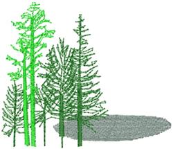 Pine Trees