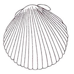 Seashell Outline