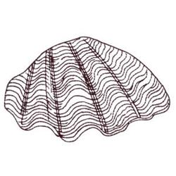 Seashell Outline