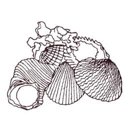 Seashells Outline