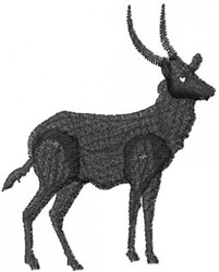 Antelope