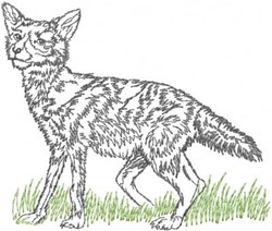 Coyote