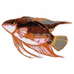 Fancy Fish