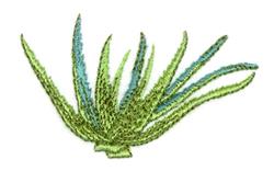 Aloe Vera - 4x4 vera beginner-friendly machine embroidery design for kitchen aprons