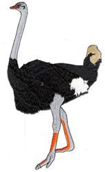 detailed bird machine digital embroidery pattern - Ostrich perfect for kitchen aprons