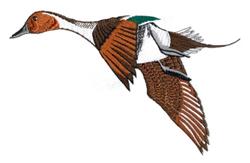Pin Tail Duck - 6x10 bird detailed machine embroidery design for kitchen tea towels